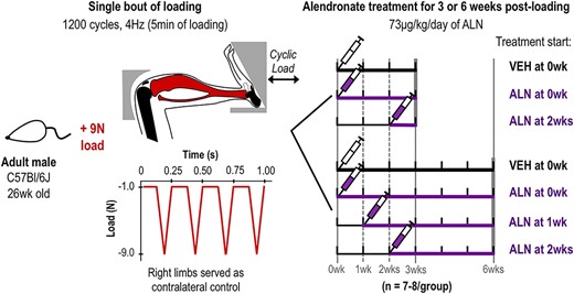 Experimental design and loading model. 26‐week C57Bl/6 male mice underwent a single bout of cyclic tibial compression. In the 3‐week group, mice then received ALN treatment immediately (0 week) or 2 weeks after loading until euthanasia. In the 6‐week group, mice began ALN treatment immediately (0 week), at 1 week, or 2 weeks after loading until euthanasia. In the control groups, VEH was administered immediately following the single bout of loading until mice were euthanized at either 3 or 6 weeks post‐loading. Contralateral limbs served as loading controls at each time point and treatment group. Abbreviations: ALN, alendronate; VEH, vehicle.
