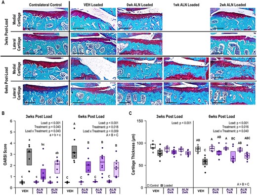 ALN treatment attenuated load‐induced cartilage damage. (A) Representative histology images of medial and lateral tibial plateau cartilage damage at 3 and 6 weeks following a single bout of loading. The representative medial cartilage image in the 6‐week VEH‐treated group also shows severe erosion of the medial tibial plateau. Scale bar = 250 μm. (B) Cartilage damage occurred in all loaded limbs (p < 0.001), but severity of damage was attenuated by ALN treatment at both 3 weeks (p = 0.043) and 6 weeks (p = 0.009). (C) Cartilage thickness decreased in loaded limbs (p < 0.001) and, at 6 weeks, loss of cartilage thickness was attenuated by ALN treatment (p = 0.040). Statistical test: linear mixed‐effects model. Box plot indicates median and interquartile range. Individual datum points (n = 7–8/group) are overlaid. Abbreviations: ALN, alendronate; VEH, vehicle.