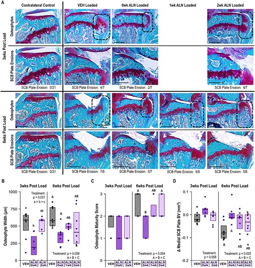 ALN treatment beginning immediately after loading slowed load‐induced osteophyte formation and attenuated medial subchondral plate erosions. (A) Representative histology images of osteophyte formation (delineated by dotted line) and medial subchondral plate erosions at 3 weeks and 6 weeks following a single bout of loading. The proportion of limbs in each group with subchondral plate erosions are listed below the images. Scale bar = 500 μm. (B) ALN treatment beginning immediately after loading decreased the osteophyte width in loaded limbs at both 3 weeks (p = 0.031) and 6 weeks (p = 0.039). (C) ALN treatment beginning immediately after loading slowed osteophyte maturity and reduced osteophyte calcification at 6 weeks (p = 0.004). (D) Immediate ALN treatment prevented loss of bone volume in the medial subchondral plate at 6 weeks following loading (p = 0.025). Statistical test: linear mixed effects model. Box plot indicates median and interquartile range. Individual datum points (n = 7–8/group) are overlaid. Δ indicates difference between loaded and control limb measures within a single animal. Abbreviations: ALN, alendronate; VEH, vehicle.