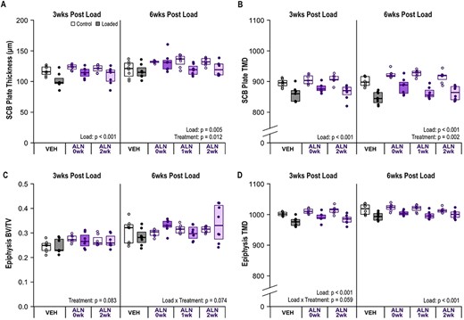 ALN treatment caused a systemic increase in subchondral plate thickness (p = 0.012) and TMD at 6 weeks (p = 0.002). (A) Plate thickness decreased in loaded limbs at 3 weeks (p < 0.001) and 6 weeks (p = 0.005) following a single bout of loading. (B) Subchondral plate TMD decreased in loaded limbs at 3 weeks (p < 0.001) and 6 weeks (p < 0.001). (C) Epiphysis BV/TV was not altered with loading at either time point. (D) Epiphysis TMD decreased with loading (p < 0.001). Statistical test: linear mixed‐effects model. Box plot indicate median and interquartile range. Individual datum points (n = 7–8/group) are overlaid. Abbreviations: ALN, alendronate; BV/TV, bone volume fraction; TMD, tissue mineral density; VEH, vehicle.