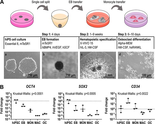 Differentiation of hiPSCs into osteoclasts. (A) Schematic illustration of the osteoclast differentiation procedure. Step 1: EB formation. Step 2: Differentiation of EBs into MCFCs, which produce monocyte‐like suspension cells. Step 3: Final osteoclast differentiation of monocyte‐like cells. Phase contrast images of hiPSC colonies (a), a single EB (b), MCFCs (c), and osteoclasts (d). (B) Expression of pluripotency markers OCT4 and SOX2 and mesodermal marker CD34 determined by qRT‐PCR analysis in BIHi004‐A hiPSC‐derived cells in undifferentiated hiPSCs, 4‐day‐old EBs, MONs, MACs, and OCs. Expression is normalized to hiPSCs, GAPDH expression was used as housekeeping control. Data show box‐plots with median, interquartile range, maximum, and minimum values, and all data points of three independent experiments. For statistical analysis, Kruskal‐Wallis test and Dunn's multiple comparisons were used (Table S3). Abbreviations: EB, embryoid body; GAPDH, glyceraldehyde‐3‐phosphate dehydrogenase; hiPSC, human induced pluripotent stem cell; MAC, macrophage, MCFC, myeloid‐cell‐forming complex; MON, monocyte‐like cell; OC, osteoclast; qRT‐PCR, quantitative reverse transcription polymerase chain reaction.