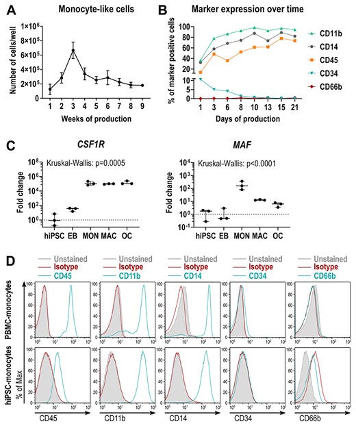 Characterization of hiPSC‐derived monocyte‐like cells. (A) Kinetics of monocyte‐like cell production in BIHi004‐A hiPSCs. Data are absolute numbers of harvested suspension cells per 6‐well containing eight MCFCs (means and SD of three independent experiments, each with twelve 6‐wells. (B) Frequency of surface marker‐expressing monocyte‐like cells determined by flow cytometry, harvested at different time points. (C) Expression of monocytic markers CSF1R and MAF determined by qRT‐PCR analysis in BIHi004‐A hiPSC‐derived cells in undifferentiated hiPSCs, 4‐day‐old EBs, MONs, MACs, and OCs. Expression is normalized to hiPSCs, GAPDH expression was used as housekeeping control. Data show box‐plots with median, interquartile range, maximum, and minimum values and all data points of three independent experiments. For statistical analysis, Kruskal‐Wallis test and Dunn's multiple comparisons were used (Table S3). (D) Representative flow cytometry analysis of human primary monocytes (donor P2) and hiPSC‐derived monocyte‐like cells (BIHi004‐A, harvested in week 5 after EB transfer). Histograms show unstained cells (gray‐filled), cells stained with isotype controls (red), and cells stained with the respective surface markers (blue). Abbreviations: EB, embryoid body; GAPDH, glyceraldehyde‐3‐phosphate dehydrogenase; hiPSC, human induced pluripotent stem cell; MAC, macrophage, MCFC, myeloid‐cell‐forming complex; MON, monocyte‐like cell; OC, osteoclast; qRT‐PCR, quantitative reverse transcription polymerase chain reaction; SD, standard deviation.