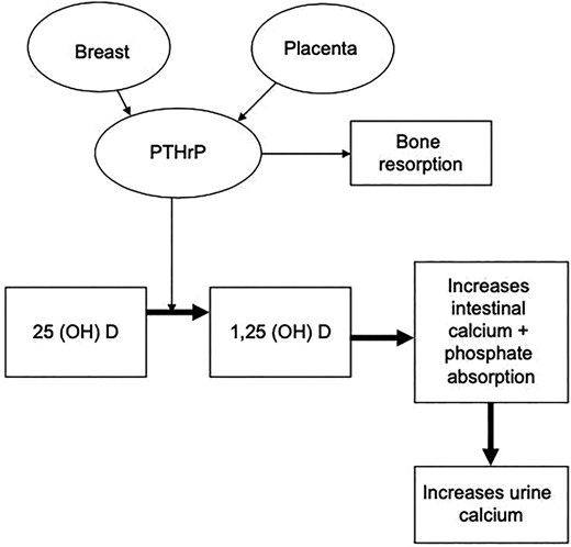 Role of PTH‐related peptide during pregnancy (reproduced with permission from Khan et al. EJE 2019).(119)