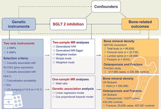 Study design. We conducted two‐sample Mendelian randomization (MR) analyses of the effect of SGLT2 inhibition on bone health–related outcomes. Two sets of genetic variants were selected as proxies of the effect of SGLT2 inhibition. Bone health–related outcomes, including bone mineral density, osteoporosis, and bone fracture, were selected as outcomes. Summary data of exposure and outcomes were obtained from related meta‐analyses of genomewide association analyses. The generalized inverse variance‐weighted approach was applied as the primary method to estimate the causal effect on selected outcomes. Several sensitivity analyses were conducted. We also conducted one‐sample MR and genetic association analyses using the UK Biobank individual‐level data to validate our results in two‐sample MR. BMD = bone mineral density; GEFOS = Genetic Factors for Osteoporosis; IVW = inverse variance weighted; LD = linkage disequilibrium; SGLT2 = sodium‐glucose cotransporter 2; SNP = single‐nucleotide polymorphism.