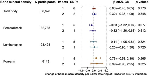 Causal effect of genetically proxied SGLT2 inhibition on bone mineral density. Data are presented as the change of bone mineral density per 0.62% (6.75 mmol/mol) reduction of HbA1c via SGLT2 inhibition estimated by the generalized inverse variance weighted method. CI = confidence interval; IV = instrumental variable; SGLT2 = sodium‐glucose cotransporter 2; SNP = single‐nucleotide polymorphism.