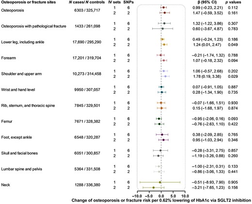 Causal effect of genetically proxied SGLT2 inhibition on osteoporosis and fracture. Data are presented as the change of osteoporosis or fracture risk per 0.62% (6.75 mmol/mol) reduction of HbA1c via SGLT2 inhibition estimated by generalized inverse variance weighted method. CI = confidence interval; IV = instrumental variable; SGLT2 = sodium‐glucose cotransporter 2; SNP = single‐nucleotide polymorphism.