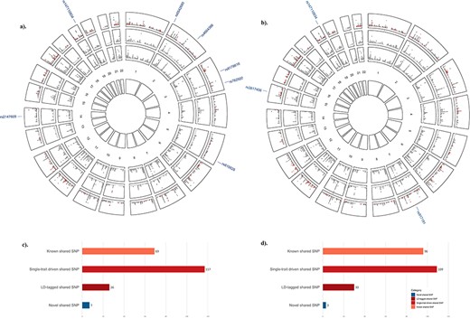 Cross‐phenotype association between SHBG and eBMD. (A) Circular Manhattan plot between SHBG and eBMD. The outermost circle shows the cross‐trait meta‐analysis results between SHBG and eBMD; from the periphery to the center, each circle shows the GWAS results on SHBG and eBMD, respectively. The dark gray indicates variants with genomewide significance (pSHBG <5.0 × 10−8 or peBMD <6.6 × 10−9) whereas the light gray indicates variants with p value above the genomewide significance threshold. SNPs are divided into four different categories according to their single‐trait and cross‐trait characteristics. A “known” shared SNP is a SNP reaching genomewide significance in both single‐trait GWASs (pSHBG <5.0 × 10−8 and peBMD <6.6 × 10−9) and expectedly with pCPASSOC <5.0 × 10−8; a “single‐trait‐driven” shared SNP is a SNP reaching genomewide significance in one single‐trait GWAS (pSHBG <5.0 × 10−8 or peBMD <6.6 × 10−9) and with pCPASSOC <5.0 × 10−8; a “LD‐tagged” shared SNP is a SNP not reaching genomewide significance in neither single‐trait GWASs (pSHBG >5.0 × 10−8 and peBMD >6.6 × 10−9) and with pCPASSOC <5.0 × 10−8, but in LD with index SNPs (or any SNP located within 1.0 Mb around the index SNPs) already identified by single‐trait GWAS(s); a “novel” shared SNP is a SNP not reaching genomewide significance in neither single‐trait GWASs but psingle‐trait <5.0 × 10−5 and pCPASSOC <5.0 × 10−8, and not in LD with previously identified SHBG‐associated or eBMD‐associated SNPs. These four types of SNPs are presented in orange, light red, dark red, and dark blue, respectively, and their RS IDs are listed. Same below. (B). Circular Manhattan plot between SHBGa and eBMD. (C) Bar plot of significant pleiotropic loci between SHBG and eBMD. (D) Bar plot of significant pleiotropic loci between SHBGa and eBMD. eBMD = heel estimated bone mineral density; LD = linkage disequilibrium; SHBG = sex hormone‐binding globulin; SHBGa = sex hormone‐binding globulin adjusted for body mass index.