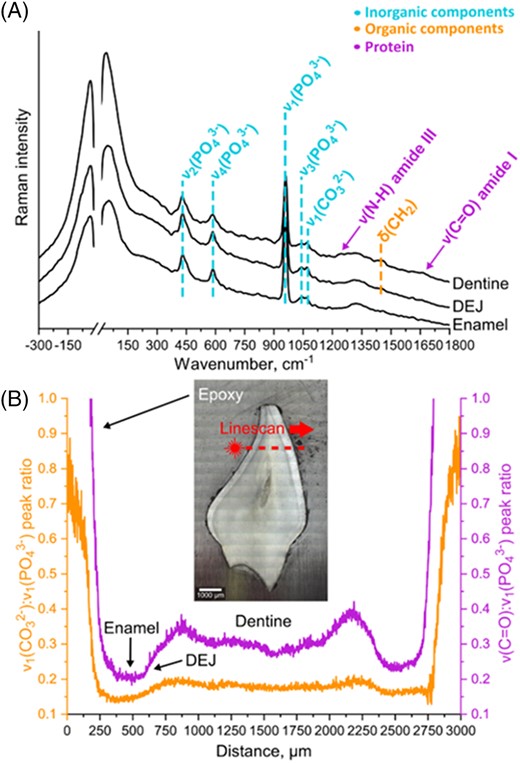 (A) Representative Raman spectra of different dental domains and (B) subsequent peak ratio analysis of linescan data collected for a specific dental sample. The sample photo represents a visual reference for the area that was analyzed during the LFR line measurements with a step size of 2 μm.