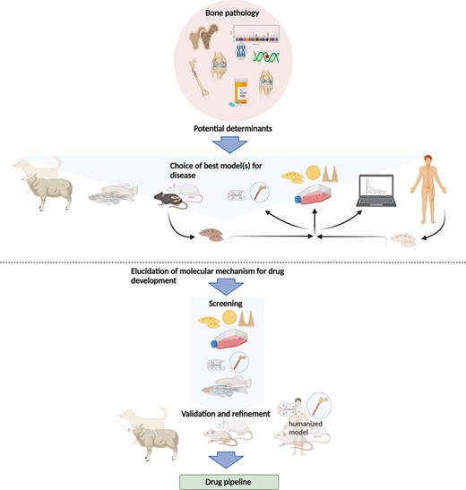 The current use of in vitro and in vivo models in preclinical research of bone pathologies. The etiology of a given bone pathology as well as the hypothesis investigated suggest one or more suitable model(s) to study the question. These may be sheep, teleost fish, rodents, or cells (from animals or human patients). Cells may be analyzed directly or grown in 2D or 3D cultures or “on a chip.” Data gained from these experiments can be used for in silico models. The combination of different models should allow elucidation of molecular mechanisms that can then be exploited for therapeutic strategies, where the different models can be used as readout systems. For large screens to elucidate molecular mechanisms of bone diseases, cell culture and organ‐on‐the‐chip models as well as small fish are better suitable. Refinement and validation of screening results then have to be carried out in larger animal models such as rodents or larger mammals or humanized systems. This allows the application of these assays for drug testing to discover novel products to treat common and rare bone diseases.