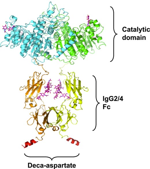 Structure of efzimfotase alfa. Efzimfotase alfa is a soluble Fc fusion protein with a molecular weight of about 160 kDa and comprises 2 polypeptide chains covalently linked by 2 disulfide bonds. Each polypeptide chain contains 724 amino acids and comprises 3 segments. The first segment, the N-terminal region L1-A491, contains the soluble part of the human tissue-nonspecific ALP enzyme and contains the catalytic function. Within the enzymatic region of each polypeptide chain, a single point mutation (E108M) was introduced to increase enzymatic activity and 2 N-linked glycosylation sites removed via asparagine-to-glutamine mutations (N213Q and N286Q) for further improving compound PK. The second portion contains amino acids V492-K714 and comprises the Fc part of the human IgG2/4 containing hinge, CH2, and CH3 domains. The third part, the C-terminal region of the polypeptide chain, contains 10 aspartic acids in a peptide sequence derived from bone-binding proteins. Abbreviations: ALP, alkaline phosphatase; Fc, fragment crystallizable; IgG2/4, immunoglobulin gamma-2/4.