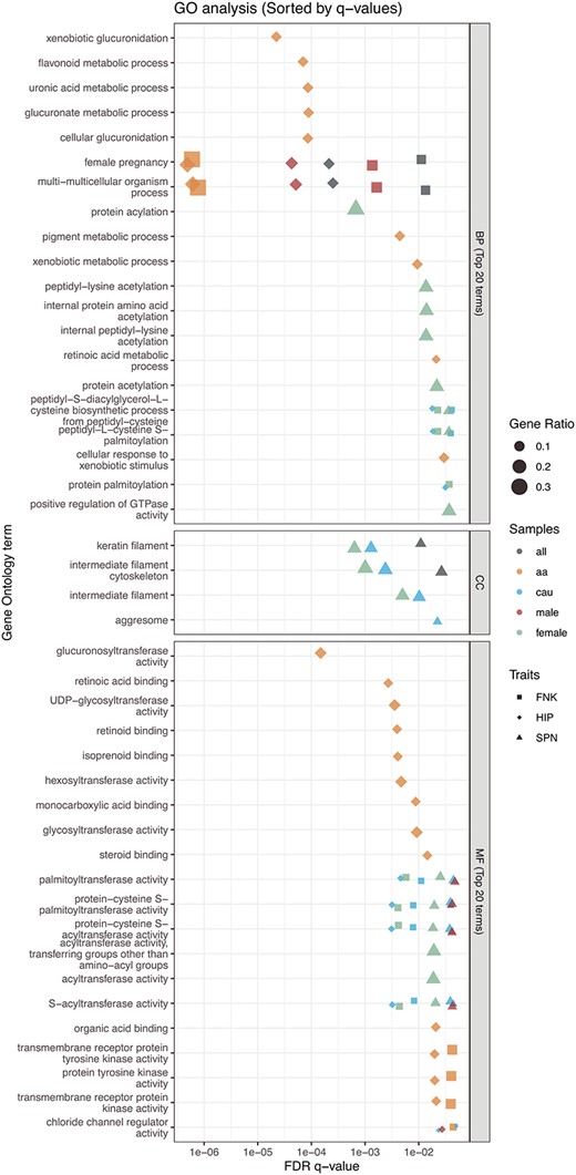 Top 20 terms for GO enrichment analysis. The biological functions of BMD-related genes were analyzed using gene ontology (GO). The advanced bubble plot illustrates the significance of GO enrichment items for BMD-related genes across 3 functional groups: biological process (BP), cellular component (CC), and molecular function (MF). The x-axis represents the false discovery rate (FDR q-value), and the y-axis represents the GO terms. This analysis highlights key biological functions and processes associated with BMD in the femoral neck (FNK), hip (HIP), and lumbar spine (SPN) across different overall or sex/ethnicity-specific groups. “a” refers to African American, and “cau” refers to Caucasian/White populations.
