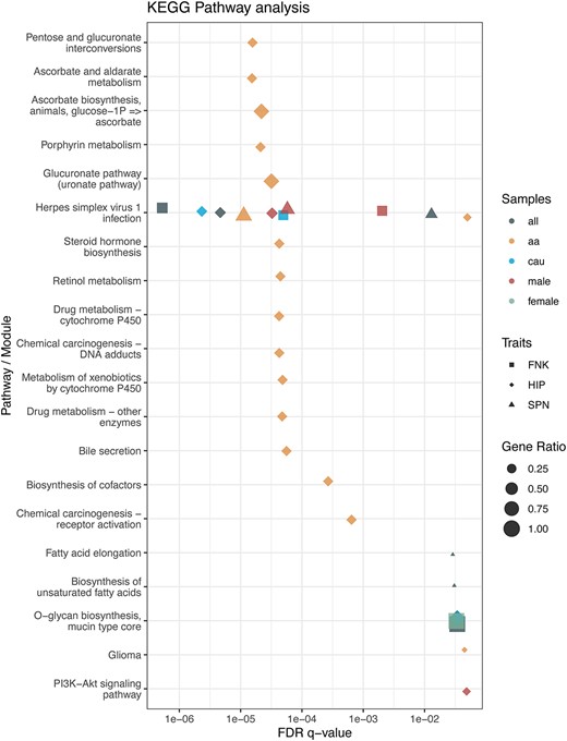 KEGG pathway analysis. The biological functions of BMD-related genes were examined using KEGG pathway enrichment analysis. The advanced bubble plot depicts the significance of KEGG enrichment terms for BMD-related genes across various pathways or biological modules. The x-axis indicates the false discovery rate (FDR q-value), while the y-axis lists the KEGG pathways. This analysis identifies key biological pathways linked to BMD in the femoral neck (FNK), hip (HIP), and lumbar spine (SPN) across different groups, including overall or specific sex/ethnicity groups. “aa” refers to African American, and “cau” refers to Caucasian/White populations.