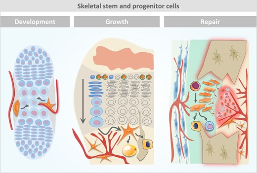 Graphical Abstract