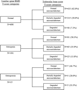 Comparison between lumbar spine BMD T score categories and trabecular bone score T score categories in men.
