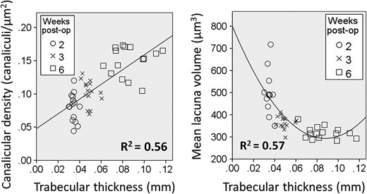 Trabecular thickness versus canalicular number density or lacunar volume for all calluses of the three time points: 2, 3, and 6 weeks postoperatively. A significant linear correlation of R2 = 0.56 (p < 0.001) was found for canalicular number density, and a significant quadratic correlation of R2 = 0.57 (p < 0.001) was found for mean lacuna volume. post op = postoperation.