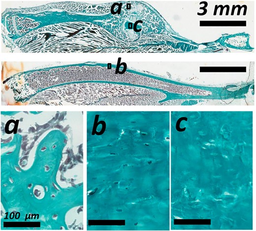 Descriptive histology with Goldner's trichrome staining showing lacunar occupancy in the woven bone of (a) the bone callus, (b) the cortical bone of the intact tibia, and (c) on the reabsorbing cortical bone in the bone callus.