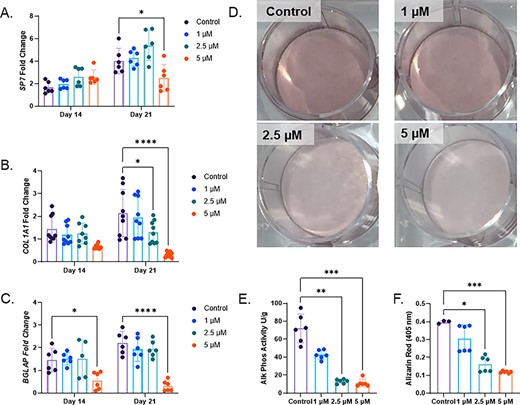 Human mesenchymal stromal cells treated with chronic deferoxamine (DFO) show suppressed osteoblast differentiation. (A) SP7 (osterix), (B) COL1A1, and (C) BGLAP mRNA were measured at day 14 and day 21 after osteogenic differentiation with increasing concentrations of DFO (*p < 0.05 and ****p < 0.0001 based on matched two way ANOVA). (D) Alizarin Red staining, (E) alkaline phosphatase activity, and (F) Alizarin Red semiquantification conducted on day 21 of osteoblast differentiation with DFO (*p < 0.05, **p < 0.01, and ***p < 0.001 from a Kruskal Wallis test).