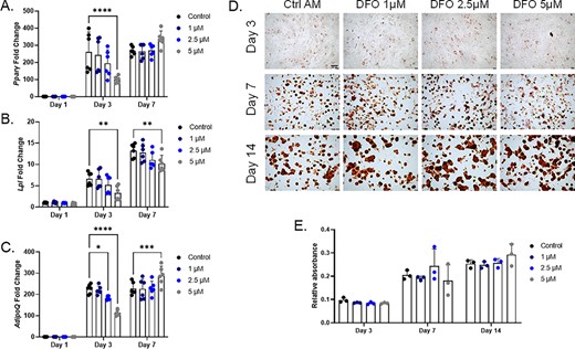 Adipocyte differentiation in MPC2 cells is not impaired with iron chelation. (A) Pparγ mRNA was analyzed at 1, 3, and 7 days after the initiation of adipogenic differentiation with increasing deferoxamine (DFO) concentrations in parallel with (B) Lpl and (C) AdipoQ mRNAs. (D) Representative images for Oil Red O staining and lipid accumulation after 3, 7, and 14 days of adipogenic differentiation (4×; scale bar = 100μM), which was then (E) eluted and semiquantified (*p < 0.05, **p < 0.01, ***p < 0.001, and ****p < 0.0001 based on matched two way analysis of variance). AM, adipogenic media.