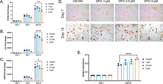 Human mesenchymal stromal cell adipocyte differentiation is unaffected by iron deficiency. (A) PPARγ, (B) LPL, and (C) ADIPOQ mRNAs were analyzed at 1, 7, and 14 days of adipogenic differentiation with increasing deferoxamine concentrations. (D) Representative images for Oil Red O staining and lipid accumulation after 7 and 14 days of adipogenic differentiation (4×; scale bar = 100μM), which was then (E) eluted and semiquantified (*p < 0.05, **p < 0.01, and ****p < 0.0001 based on match two way analysis of variance). AM, adipogenic media.