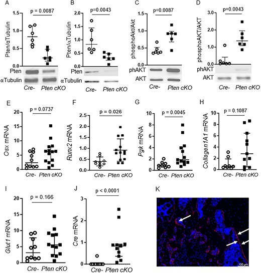 Pten downregulation enhances PI3K signaling in BMSCs. Western blot analysis of whole-bone protein (n = 4 males, 2 females for Cre neg, n = 2 males, 4 females for Pten cKO) and BMSCs (n = 3 males, n = 3 females per group). Pten protein was significantly reduced in whole-bone lysates (A, P = .0087) and in BMSCs (B, P = .0043) of Pten cKO mice. α-Tubulin was used as loading control. AKT (Ser473) phosphorylation was approximately doubled in whole-bone lysates (C, P = .0087) and in BMSCs (D, P = .0043) of Pten cKO mice. Phosphorylated Akt was normalized to total Akt. Data are presented as median and interquartile range, showing all data points. Representative western blot images are shown. Gene expression of (E) Osx, (F) Runx2, (G) Pgk, (H) Col1a1, (I) Glut1, and (J) Cre recombinase in control and Pten cKO BMSCs from male mice (n = 8–10 Cre negative and n = 11–14 Pten cKO BMSCs). Data are presented as median and interquartile range. (K) A representative image of GFP-positive cells (red) in Pten cKO mTmG mice is shown. Arrows point to GFP-positive areas.