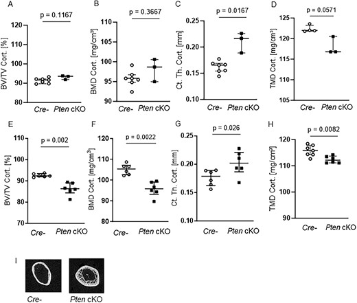 Pten cKO in osteoprogenitor cells results in progressive changes in cortical bone architecture. The cortical part of femora of 10-wk-old (A–D) and 38- to 42-wk-old (E–H) Cre-negative (Cre-) and Pten cKO mice was assessed using μCT: although (A) cortical BV/TV and (B) cortical BMD were not different, (C) cortical thickness (Ct. Th. Cort.) was increased (P = .0167, n = 7 Cre-, n = 3 Pten cKO) and (D) cortical tissue mineral density (TMD) was lower (P = .0571, n = 4 Cre-, n = 3 Pten cKO) already in femora of 10-wk-old mice. In 38- to 42-wk-old mice, (E) cortical BV/TV (P = .002, n = 6 per group), (F) cortical BMD (P = .0022, n = 6 per group), and (H) cortical TMD (P = .0022, n = 7 Cre-, n = 6 Pten cKO) were lower in Pten cKO femora compared to controls. (G) Cortical thickness was increased (P = .026, n = 6 per group). (I) Representative image of 3D reconstruction of the distal cortical femur of 38- to 42-wk-old Cre- and Pten cKO mice. Data are presented as median with interquartile range.