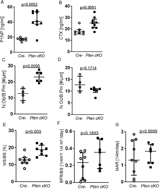 Pten cKO osteoprogenitor cells increases bone turnover and influences bone remodeling. Serum markers for bone turnover were quantified using ELISA. (A) Serum P1NP as a marker for bone formation. P1NP was elevated (P = .0052, n = 7 Cre negative (Cre-), n = 9 Pten cKO). (B) C-terminal telopeptide of type 1 collagen (CTX) as a marker for bone resorption was increased (P = .0091, n = 7 Cre-, n = 9 Pten cKO). (C) Number of osteoblasts/bone perimeter (N.Ob/B.Pm) was increased (P = .0095, n = 4 Cre-, n = 6 Pten cKO) in bones from Pten cKO mice compared with controls. (D) Number of osteoclasts/bone perimeter (N.Oc/B.Pm) was not significantly changed (n = 4 Cre-, n = 6 Pten cKO). (E) Trabecular mineralizing surface per bone surface (MS/BS) was higher in Pten cKO femora (P = .003, n = 8 per group) while (F) there was a trend toward higher BFR/BS (, P = .1893, n = 8 Cre-, n = 7 Pten cKO). Data are presented as median with interquartile range.