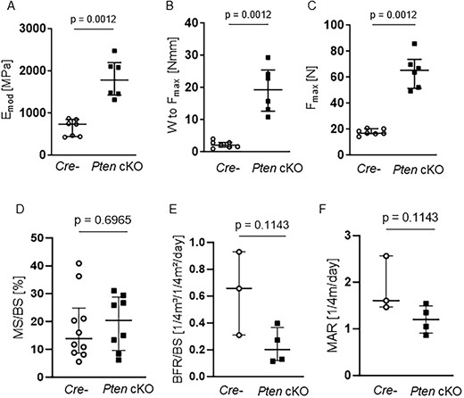 Pten cKO increases bone stability and mechanical strength without altering cortical bone remodeling. Biomechanical properties at the femoral shaft were assessed by three-point bending test. Pten cKO femora (n = 6) showed increased mechanical strength compared to femora of Cre-negative (Cre-n = 7) mice with (A) increased elastic modulus (Emod, P = .0012), (B) significantly increased work-to-fracture (W to Fmax, P = .0012) and (C) significantly higher load or maximum force (Fmax, P = .0012). (D) Cortical mineralizing surface per bone surface (MS/BS), (E) cortical bone formation rate, and (F) cortical marrow apposition rate were not different. Data are presented as median with interquartile range.