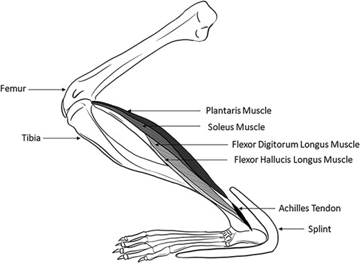 A splint that created a dorsiflexion angle of ∼30 deg was applied to one hindlimb of male Fischer 344 rats. The ankle dorsiflexion splint elongated the soleus, plantaris, flexor hallucis longus, and flexor digitorum longus.