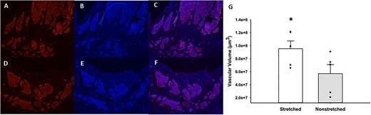 Representative images of lectin staining of sections near the growth plate of the proximal tibial metaphysis from stretched vs non-stretched limbs. The top row contains a section stained with lectin (A), DAPI (B), and lectin/DAPI overlay (C) from a stretched tibia. The bottom depicts the same staining; lectin (D), DAPI (E), and lectin/DAPI overlay (F), from a nonstretched tibia. Panel (G) illustrates the difference in vascular tissue in the proximal tibial metaphysis of stretched and nonstretched hindlimbs (n = 5 rats). Vascular volume was averaged from 14–20 sections per rat. Average vascular volume in stretched limbs was 9.53 × 107 μm3 and in nonstretched limbs was 5.701 × 107 μm3 (*P < .01 stretched vs nonstretched).