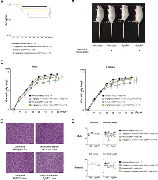 General findings of Fgfr3ach mice after 2 mg/kg/d of meclozine administration via the long-term protocol. (A) Survival rate of wild-type and Fgfr3ach mice during the treatment of 2 mg/kg/d of meclozine. (B) Representative images captured in a quartetto of 56-d-old littermate female mice. (C) Growth curves of body lengths gained by male and female mice during the treatment with meclozine. (D) Representative histologies captured with 400× magnification of liver sections stained with H&E after the long-term administration of 2 mg/kg/d of meclozine. The scale bar indicates 100 μm. (E) Box plots of the number of hepatocytes in 400× magnification and liver/body weight ratio after the long-term administration of meclozine. Statistical significance was analyzed using log-rank test (A), 2-way ANOVA (C), 1-way ANOVA followed by post hoc Tukey HSD (E). The upper and lower ends of the whiskers and box indicate the maximum and minimum values, and 75th and 25th percentile, respectively. The line and cross point in the box indicated 50th percentile and mean value, respectively. Circular points indicated the values of each sample. Statistical significance was expressed as *P < .05 and **P < .005.