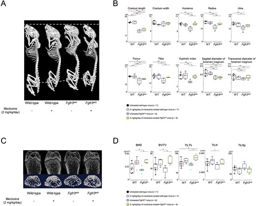 Radiological analyses of Fgfr3ach mice after 2 mg/kg/d of meclozine administration via the long-term protocol. (A) Representative 3D micro-CT images captured in a quartetto of 56-d-old female. (B) Box plots of each bone length, KI, and sagittal diameter and transverse diameter of foramen magnum in wild-type and Fgfr3ach female mice. (C) Representative micro-CT images of the trabecular bone architecture captured in the quartetto. Upper panels show 2D images of the distal femur, and lower panels show 3D images of metaphyseal trabecular bone. (D) Box plots of the trabecular bone parameters, including BMD, bone volume/total volume (BV/TV), trabecular thickness (Tb.Th), trabecular number (Tb.N), trabecular separation (Tb.Sp), following treatment with 2 mg/kg/d of meclozine in female mice. The upper and lower ends of the whiskers and box in the box-and-whisker diagram indicate the maximum and minimum values, and 75th and 25th percentile, respectively. The line and cross point in the box indicated 50th percentile and mean value, respectively. Circular points indicated the values of each sample. Statistical significance was analyzed using one-way ANOVA, followed by post hoc Tukey HSD. Statistical significance was expressed as *P < .05 and **P < .005.