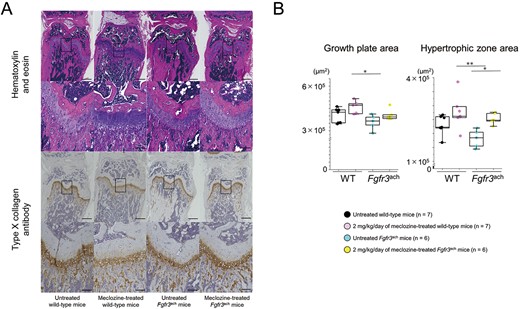 Histology of the growth plate of Fgfr3ach mice after 2 mg/kg/d of meclozine administration via the long-term protocol. (A) Representative histological images of growth plate in distal femur at the age of 56 d. The samples were stained with H&E and type X (Col X) collagen antibody, respectively. The scale bars of upper and lower panels in both stainings indicate 500 μm and 100 μm, respectively. (B) Box plots of areas stained with hematoxylin and Col X after the long-term treatment in female mice. The upper and lower ends of the whiskers and box in the box-and-whisker diagram indicate the maximum and minimum values, and 75th and 25th percentile, respectively. The line and cross point in the box indicated the 50th percentile and mean value, respectively. Circular points indicated the values of each sample. Statistical significance was analyzed using one-way ANOVA, followed by post hoc Tukey HSD. Statistical significance was expressed as *P < .05 and **P < .005.