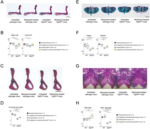 Skeletal preparation of appendicular and axial skeletons of Fgfr3ach mice after 2 mg/kg/d of meclozine administration via the long-term protocol. (A) Representative images of skeletal preparation in upper limb after meclozine administration of both mice. The scale bar indicates 5 mm. (B) Box plots of the lengths in upper and lower arms of untreated and meclozine-treated female mice. (C) Skeletal preparation of innominate bone after meclozine treatment. The scale bar indicates 5 mm. (D) Box plots of innominate bone height after the long-term administration of meclozine in female mice. (E) Representative skeletal preparation images of thorax. The scale bar indicates 1 cm. (F) Box plots of thorax area and sternum length after meclozine treatment in female mice. (G) Skeletal preparation of the cranial base. The scale bar indicates 1 cm. (H) Box plots of width and length in cranial base in female mice. SOS and Ba indicate SOS and most anterior point of the foramen magnum, respectively. The upper and lower ends of the whiskers and box in the box-and-whisker diagram indicate the maximum and minimum values, and 75th and 25th percentile, respectively. The line and cross point in the box indicated 50th percentile and mean value, respectively. Circular points indicated the values of each sample. Statistical significance was analyzed using one-way ANOVA, followed by post hoc Tukey HSD. Statistical significance was expressed as *P < .05 and **P < .005.