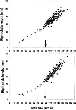 Scatterplots of chela size versus carapace length for 176 male Lithodes confundens collected in the Monte Tigre in December 1997. Outliers (probably regenerating chela) were deleted. Arrows indicate points of change in the allometric growth of the chela, calculated with MATURE1 computer routine (Somerton, 1980). Axes were retransformed from the log-scale.