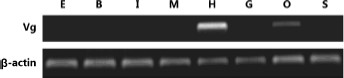 Tissue distribution analysis of the mRNA of Vg in female Procambarus clarkii broodstock through RT-PCR (30 cycles). E, eyestalk; B, brain; I, intestine; M, muscle; H, hepatopancreas; G, gills; O, ovary; S, stomach.