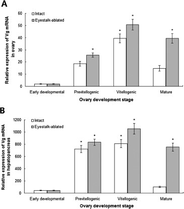 Real-time qPCR analysis of the mRNA expression level of Vg in the ovary (A) and hepatopancreas (B) in different ovarian development stages of intact and eyestalk-ablated female Procambarus clarkii broodstock. Data are represented as ${\rm{mean}} \pm {\rm{SD}}$$(n = 10)$. *Significant difference at $P \lt 0.05$.