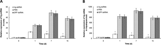 Real-time qPCR analysis of the RNAi effects of Vg on its mRNA expression in the ovary (A) and hepatopancreas (B) of eyestalk-ablated female Procambarus clarkii broodstock (from days 1 to 15). Data are represented as ${\rm{mean}} \pm {\rm{SD}}$$(n = 10)$. *Significant difference at $P \lt 0.05$.