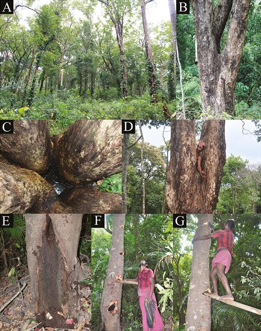 A, Degraded forest area near the tribal settlement at Agathyamala Biological Park, Kottoor Reserve Forest, Kottoor, Kerala, India, where specimens of Kani maranjandun. gen., n. sp. were found; B, tree fork of Terminalia paniculata; C, phytotelm in tree fork of Terminalia paniculata; D, paratype male (33.1 × 24.3 mm) (DABFUK/AR-BR-57) of Kani maranjandun. gen., n. sp. collected from inside a phytotelm in a tree fork of Terminalia paniculata; E, tree hollow of Cinnamomum verum, where individuals of the new species may live; F, G, when approached by members of the Kani tribe, the crabs climb up the trunk of Cinnamomum verum, the tribesmen then cut a series of holes in trees to climb up after them. This figure is available in colour at Journal of Crustacean Biology online.