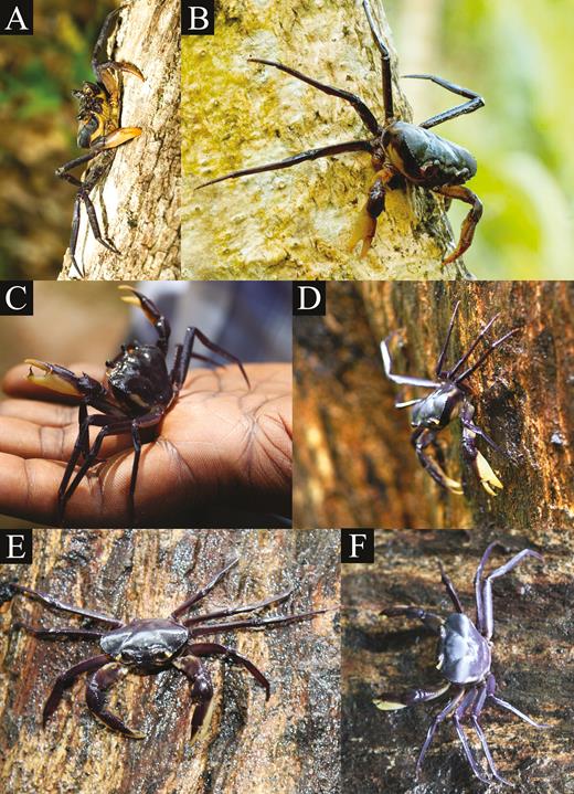 Kani maranjandun. gen., n. sp. in its natural habitat. A, B, specimens on a tree trunk (not preserved) (courtesy of Sali Palode); C–F, paratype male (40.5 × 30.0 mm) (DABFUK). Kerala, India. This figure is available in colour at Journal of Crustacean Biology online.