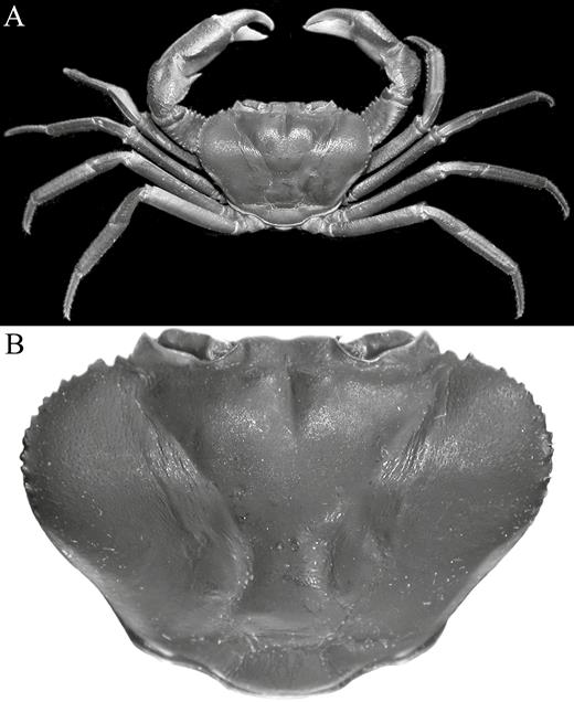 Kani maranjandun. gen., n. sp. holotype male (42.6 × 30.8 mm) (ZSI/WGRC/IR-INV 8234), Kerala, India. A, overall habitus; B, dorsal view of carapace.