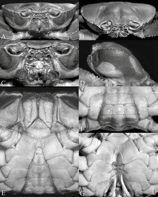 Kani maranjandun. gen., n. sp., holotype male (42.6 × 30.8 mm) (ZSI/WGRC/IR-INV 8234), Kerala, India. A, B, frontal view of cephalothorax; C, frontal view showing epistome, antennules, antennae and orbits; D, lateral view of cephalothorax; E, third maxillipeds, anterior thoracic sternum, pleonal somites 4–6 and telson; F, posterior thoracic sternum and pleonal somites 1–4; G, sternopleonal cavity and gonopods.