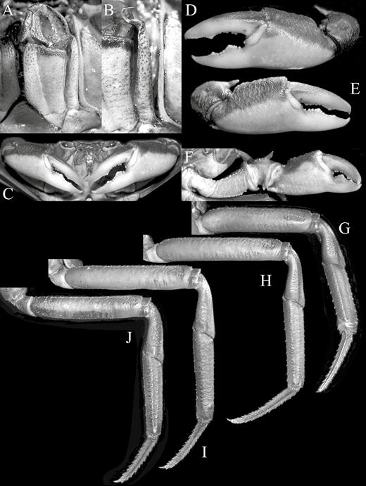 Kani maranjandun. gen., n. sp., holotype male (42.6 × 30.8 mm) (ZSI/WGRC/IR-INV 8234), Kerala, India. A, left third maxilliped; B, exopod of left third maxilliped showing flagellum; C, chelipeds; D, outer view of left chela; E, outer view of right chela; F, inner surface of left cheliped; G–J, first to fourth right ambulatory legs, respectively.