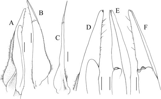Kani maranjandun. gen., n. sp. holotype male (42.6 × 30.8 mm) (ZSI/WGRC/IR-INV 8234), Kerala, India. A, left G1 (ventral view); B, left G1 (dorsal view); C, left G2 (ventral view); D, terminal segment of left G1 (ventral view); E, terminal segment of left G1 (dorsomedial view); F, terminal segment of left G1 (dorsal view). Scales: A–C = 1.0 mm; D–F = 0.5 mm.