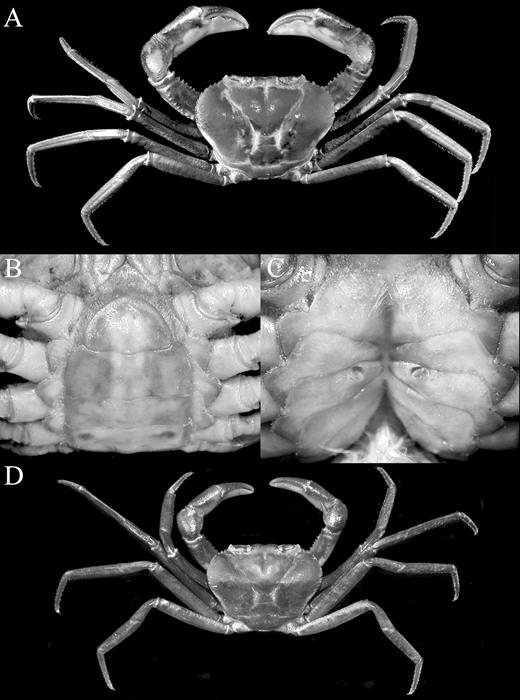 Kani maranjandun. gen., n. sp. A–C, paratype female (40.6 × 30.4 mm) (DABFUK/AR-BR-56), Kerala, India; D, young female (26.7 × 20.4 mm) (DABFUK/AR-BR-59), Kerala, India. A, D, overall habitus; B, pleonal somites 4–6 and telson; C, thoracic sternum showing vulvae.