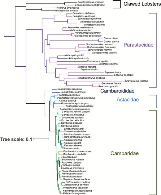 Phylogenetic estimate of the freshwater crayfishes based on a subset of data from Stern et al. (2017). Family clades of freshwater crayfish are shown in distinct colors with lobster outgroups shown in black.