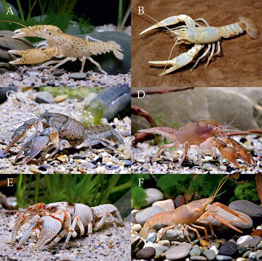 Representatives of Cambaridae: (A) Cambarus maculatusHobbs & Pflieger, 1988; (B) Cambarus subterraneusHobbs, 1993; (C) Creaserinus fodiens (Cottle, 1863); (D) Distocambarus (Fitzcambarus) youngineriHobbs & Carlson, 1985; (E) Fallicambarus devastatorHobbs & Whiteman, 1987; (F) Procambarus niveusHobbs & Villalobos, 1964 (all photos by C. Lukhaup).