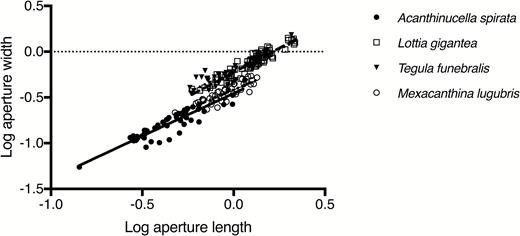 Log aperture width as a function of log aperture length for C. fissus on shells of: Aacnthina spirata, Mexacanthina lugubris lugubris, Tegula funebralis, and Lottia gigantea collected from La Jolla, CA, USA.