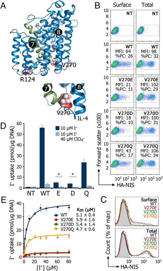 Negatively charged residues at position 270 markedly impair targeting of NIS to the plasma membrane.