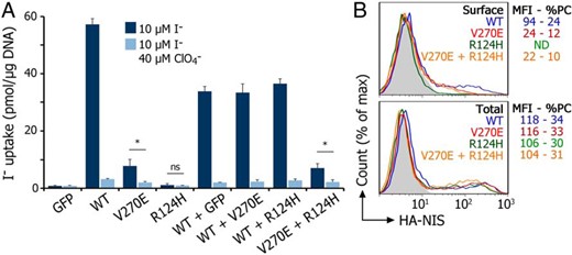Neither R124H nor V270E NIS interferes with WT NIS activity when coexpressed with WT NIS.