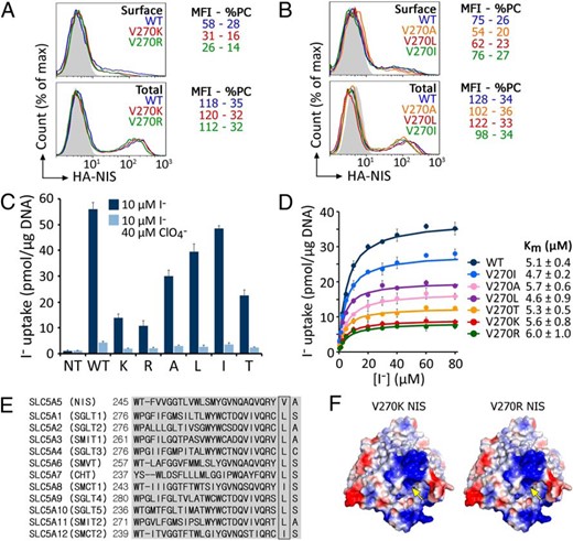 Neutral amino acids at position 270 rescue NIS plasma membrane targeting to different degrees.